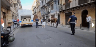 È stramazzato a terra sotto gli occhi di turisti e passanti davanti al Teatro Massimo di Palermo: il giorno seguente, 11 giugno, la Polizia Municipale ha identificato e multato il conducente della carrozza, nonché proprietario dell’animale, per violazioni al regolamento comunale che disciplina l’uso dei cavalli nel trasporto turistico