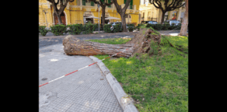 “Non piove da settimane, non è una giornata ventosa, l’albero appariva in salute e aveva a disposizione un’ampia aiuola: Qualcosa deve assolutamente cambiare nella gestione del verde a Messina, specie nel monitoraggio di questi pini che qualche manciafranco 70 anni fa ha deciso di disseminare nel centro della città (e in circonvallazione)”