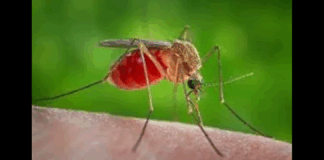 In questo contesto, si inserisce per la notizia del primo caso umano di West Nile Disease (WND) diagnosticato a Messina… l’Azienda sanitaria provinciale (Asp) di Messina ha già potenziato le misure di sorveglianza e prevenzione, in linea con il Piano Nazionale di Prevenzione, Sorveglianza e Risposta alle Arbovirosi (PNA) 2020-2025… è inoltre attivo il sistema di segnalazione che raccoglie le positività per WNV rilevate nei donatori di sangue, emoderivati e di organi, tessuti e cellule, controllate a livello laboratoristico mediante test specifico