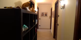 C’è un momento, dopo la protezione, in cui servono coraggio, tempo e un luogo sicuro per diventare davvero libere: a Messina quel luogo oggi esiste… si chiama Casa Mimosa, il nuovo spazio del C.I.R.S. – Casa Famiglia ETS pensato per accompagnare le donne e i loro bambini nel passaggio più delicato, quello verso l’autonomia