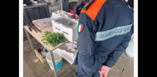 Operazione della Guardia Costiera al mercato rionale di Sant’Orsola, nella zona nord della città: i controlli, finalizzati alla tutela della risorsa ittica e al contrasto della pesca illegale, hanno portato al sequestro di circa 23 chilogrammi di prodotto ittico e all’elevazione di tre verbali amministrativi per un importo complessivo di 1.500 euro