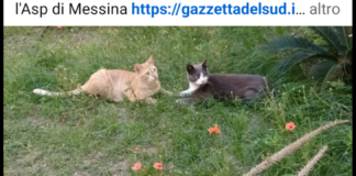 È mistero sul destino di un’intera colonia di gatti che è sparita, da circa due mesi, dalla zona di via Luigi Einaudi all’Annunziata alta a Messina
