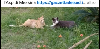 È mistero sul destino di un’intera colonia di gatti che è sparita, da circa due mesi, dalla zona di via Luigi Einaudi all’Annunziata alta a Messina