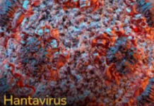 “È stato richiesto ed effettuato nella serata di ieri, un test per Hantavirus su una turista argentina partita da una zona endemica il 30 aprile scorso e arrivata in Italia con un volo Buenos Aires-Roma: la turista si è successivamente recata a Messina dove è stata ricoverata per una polmonite”
