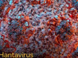 “È stato richiesto ed effettuato nella serata di ieri, un test per Hantavirus su una turista argentina partita da una zona endemica il 30 aprile scorso e arrivata in Italia con un volo Buenos Aires-Roma: la turista si è successivamente recata a Messina dove è stata ricoverata per una polmonite”