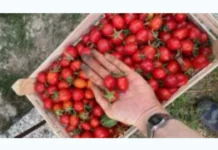 A oltre un anno dall’inaugurazione ufficiale, Slow Food Messina traccia un bilancio positivo del progetto OrtoCentro realizzato in collaborazione con Fondazione MeSSinA, finanziato dalla Regione Siciliana, Assessorato al Lavoro, alla Famiglia e alle Politiche Sociali, con lavoratori avviati all’impiego, prodotti a km zero nei negozi e nelle pizzerie della città e una linea di trasformati pronta per Terra Madre