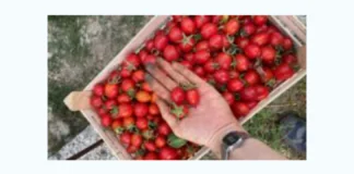 A oltre un anno dall’inaugurazione ufficiale, Slow Food Messina traccia un bilancio positivo del progetto OrtoCentro realizzato in collaborazione con Fondazione MeSSinA, finanziato dalla Regione Siciliana, Assessorato al Lavoro, alla Famiglia e alle Politiche Sociali, con lavoratori avviati all’impiego, prodotti a km zero nei negozi e nelle pizzerie della città e una linea di trasformati pronta per Terra Madre