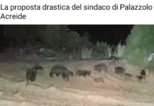Un branco di cinghiali che attraversa indisturbato le campagne nella notte, tra Palazzolo Acreide, Canicattini Bagni e Solarino, in contrada Mandredonne: lo ha documentato con un video il sindaco di Palazzolo Acreide, Salvatore Gallo, che ha scelto di rendere pubbliche le immagini per alzare il livello dell’allarme su un fenomeno che, a suo giudizio, ha ormai superato la soglia dell’emergenza