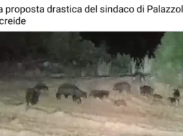 Un branco di cinghiali che attraversa indisturbato le campagne nella notte, tra Palazzolo Acreide, Canicattini Bagni e Solarino, in contrada Mandredonne: lo ha documentato con un video il sindaco di Palazzolo Acreide, Salvatore Gallo, che ha scelto di rendere pubbliche le immagini per alzare il livello dell’allarme su un fenomeno che, a suo giudizio, ha ormai superato la soglia dell’emergenza