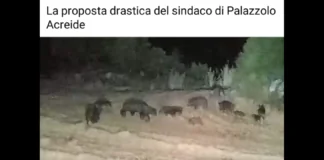 Un branco di cinghiali che attraversa indisturbato le campagne nella notte, tra Palazzolo Acreide, Canicattini Bagni e Solarino, in contrada Mandredonne: lo ha documentato con un video il sindaco di Palazzolo Acreide, Salvatore Gallo, che ha scelto di rendere pubbliche le immagini per alzare il livello dell’allarme su un fenomeno che, a suo giudizio, ha ormai superato la soglia dell’emergenza